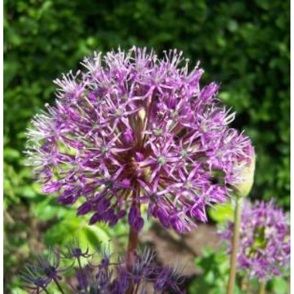 Allium jesdianum / Česnakas SHING