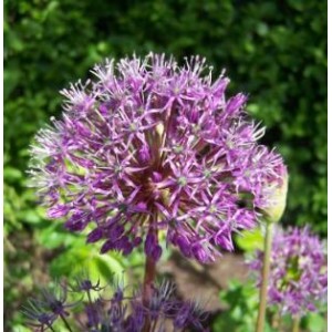Allium jesdianum / Česnakas SHING