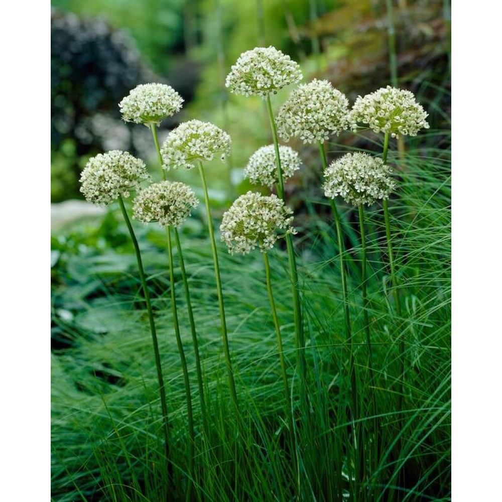 Allium nigrum / Česnakas 
