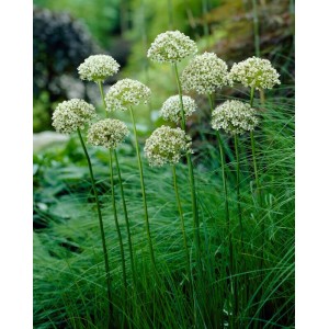 Allium nigrum / Česnakas 