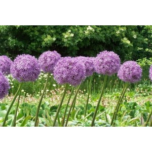 Allium / Česnakas STATOS