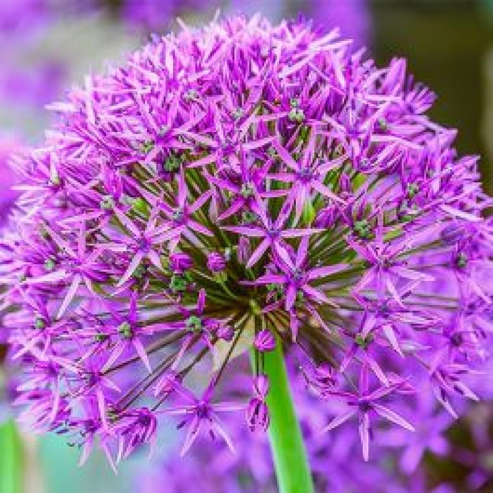 Allium / Česnakas VIOLET BEAUTY