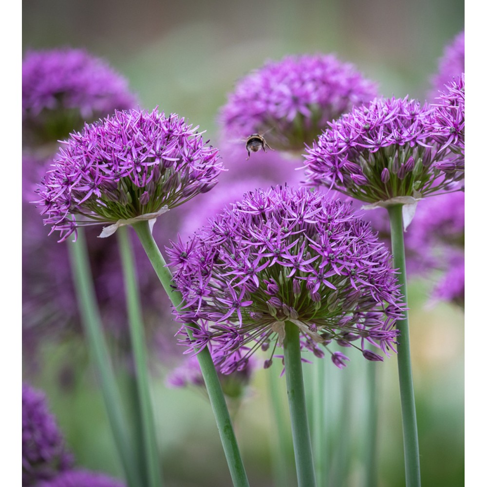 Allium / Česnakas VIOLET BEAUTY