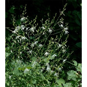 Anthericum ramosum / Šakotasis šiaudenis