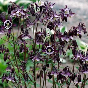 Aquilegia / Sinavadas 'WILLIAM GUINESS'