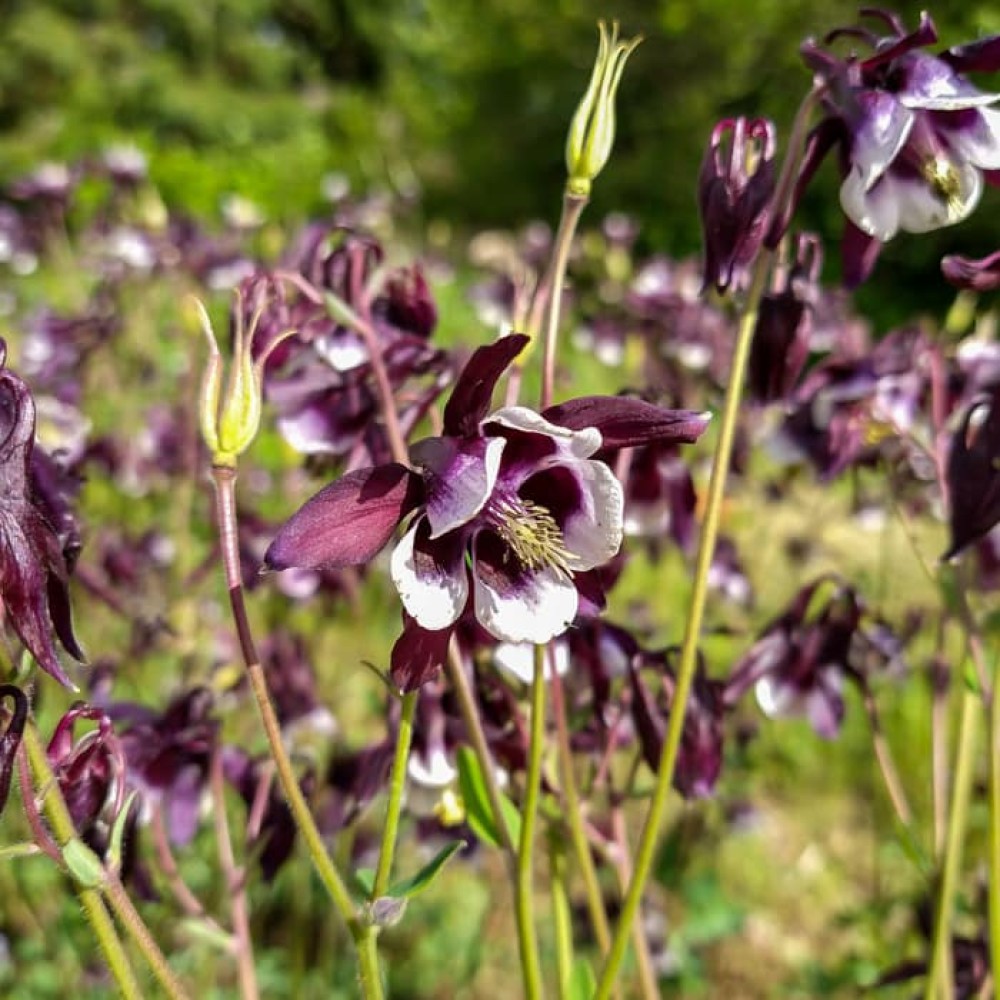 Aquilegia / Sinavadas 'WILLIAM GUINESS'