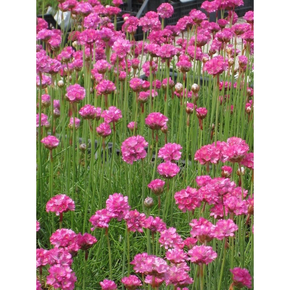 Armeria maritima / Gvaizdė pajūrinė SPLENDENS