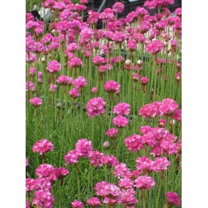 Armeria maritima / Gvaizdė pajūrinė SPLENDENS