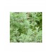 Artemisia abrotanum / Diemedis COCA COLA