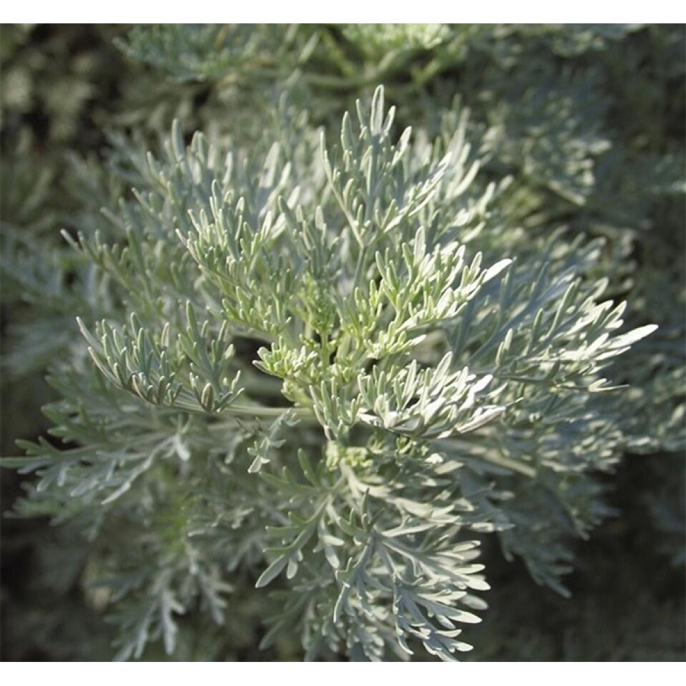 Artemisia / Kietis POWIS CASTLE