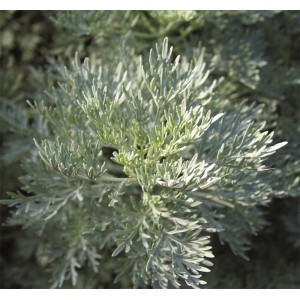 Artemisia / Kietis POWIS CASTLE