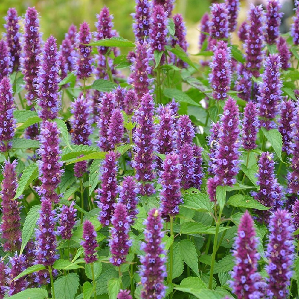Agastache / Kinmetė BEELICIOUS PURPLE
