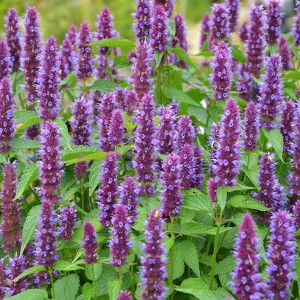Agastache / Kinmetė BEELICIOUS PURPLE