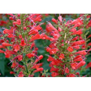 Agastache / Kinmetė KUDOS RED