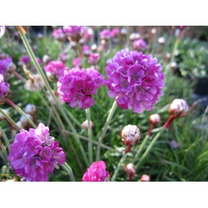 Armeria maritima / Gvaizdė pajūrinė ARMANDA ROSE