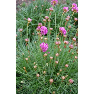 Armeria maritima / Gvaizdė pajūrinė SPLENDENS