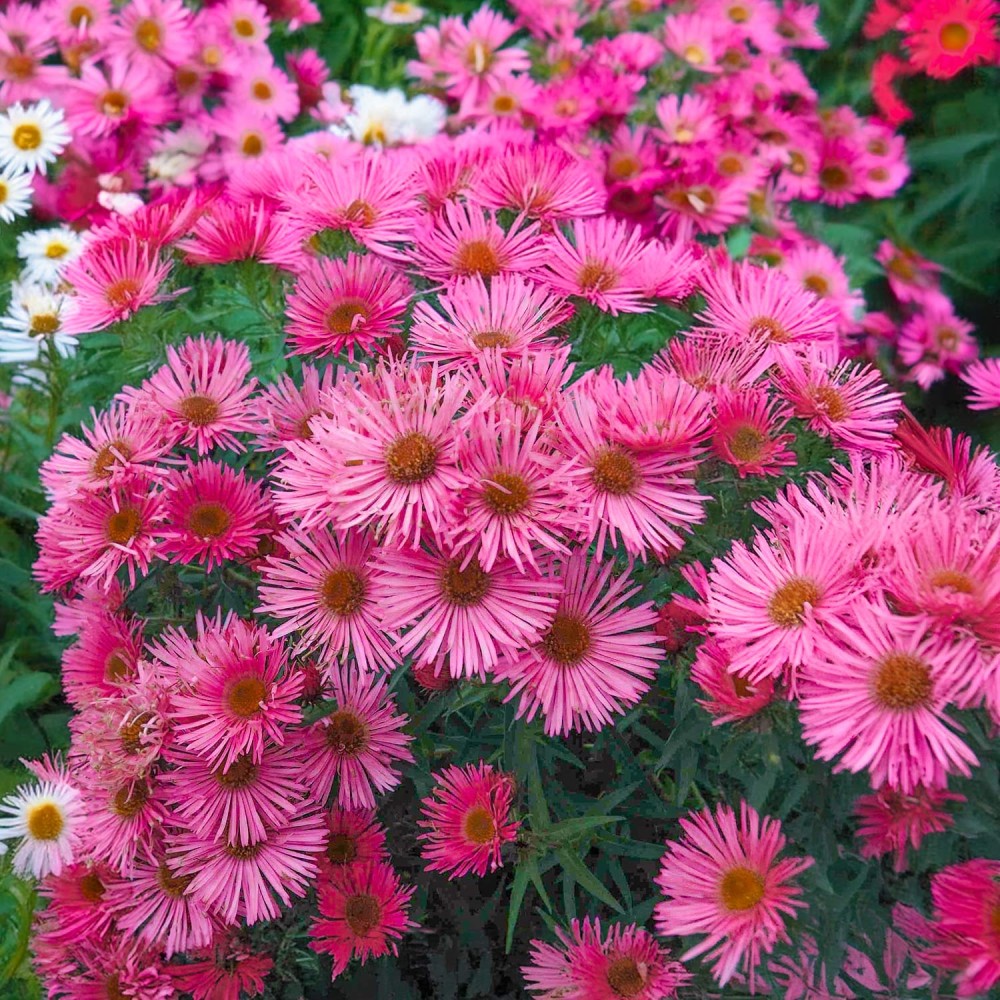 Aster novae-angliae / Astras šiurkščialapis ANDENKEN AN ALMA POETSCHKE