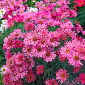 Aster novae-angliae / Astras šiurkščialapis ANDENKEN AN ALMA POETSCHKE