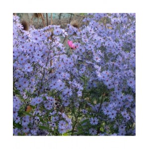 Aster / Astras BLUE HEAVEN