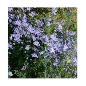 Aster / Astras BLUE HEAVEN