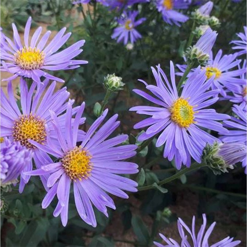 Aster / Astras SILBERSEE