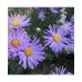 Aster / Astras SILBERSEE