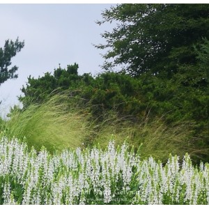 Stipa pulcherrima / Dailioji ašuotė