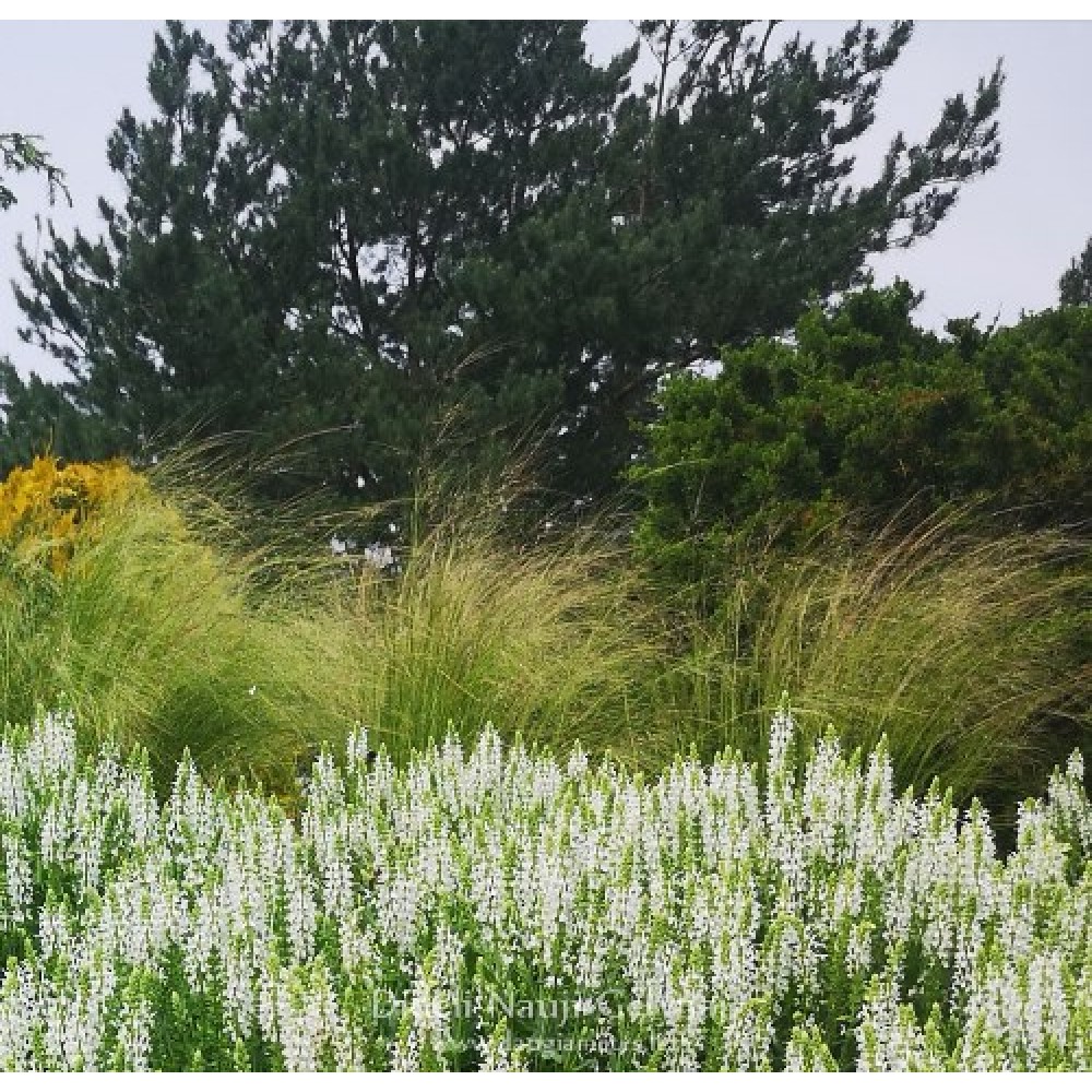 Stipa pulcherrima / Dailioji ašuotė