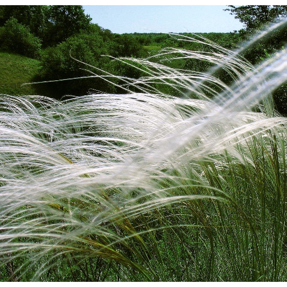 Stipa pulcherrima / Dailioji ašuotė