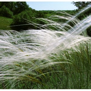 Stipa pulcherrima / Dailioji ašuotė