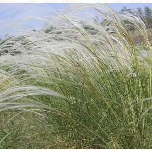 Stipa pulcherrima / Dailioji ašuotė