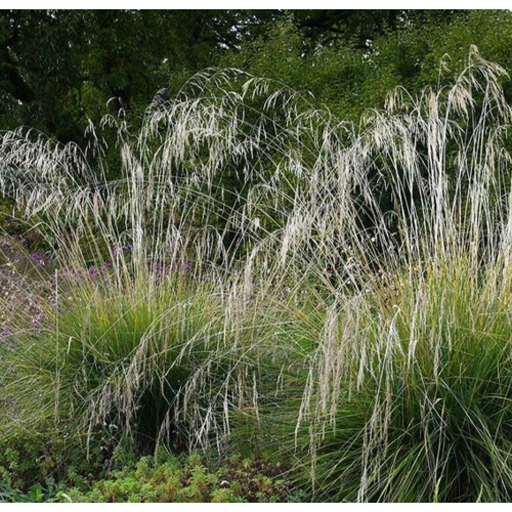 Stipa splendens / Ašuotė