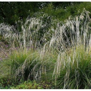 Stipa splendens / Ašuotė
