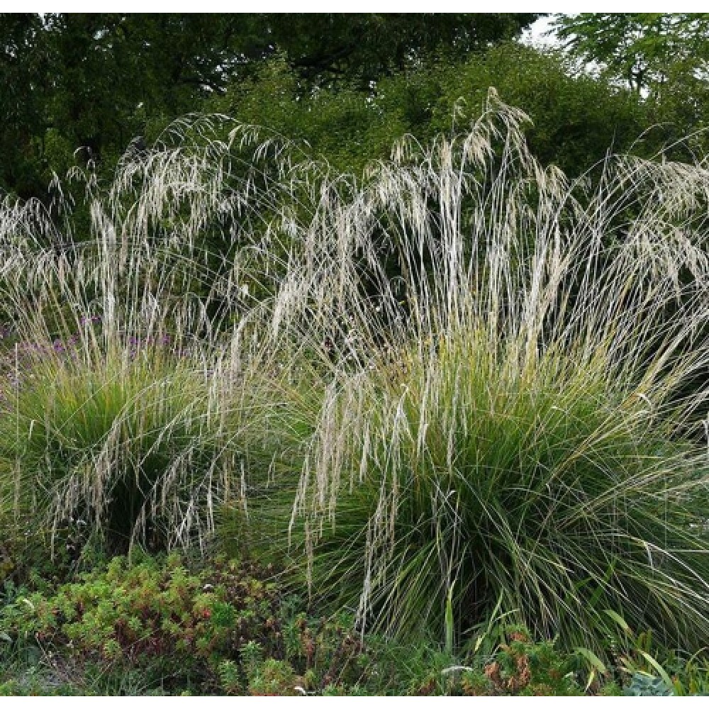 Stipa splendens / Ašuotė