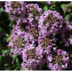 Thymus longicaulis / Ilgastiebis čiobrelis