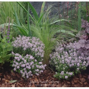 Thymus vulgaris / Čiobrelis