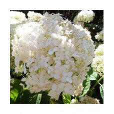Hortenzija šviesioji (Hydrangea arborescens) CANDYBELLE ® MARSHMALLOW