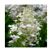 Hortenzija šluotelinė (Hydrangea paniculata) 'CONFETTI'