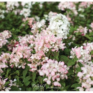 Hydrangea paniculata / Hortenzija šluotelinė DIAMANT ROUGE®