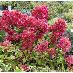 Hortenzija šluotelinė (Hydrangea paniculata) 'DIAMANT ROUGE'®
