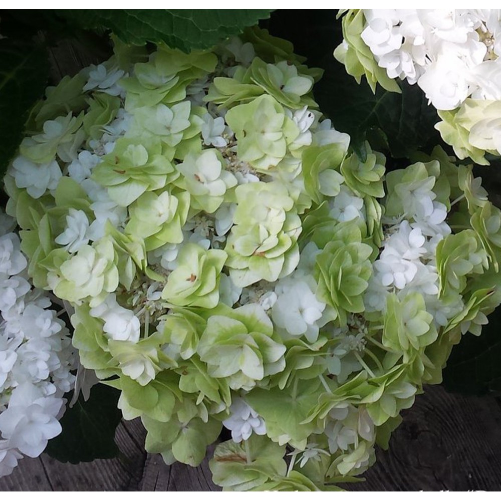 Hydrangea macrophylla / Hortenzija didžialapė DOPPIO BIANCO®