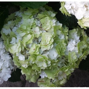 Hydrangea macrophylla / Hortenzija didžialapė DOPPIO BIANCO®