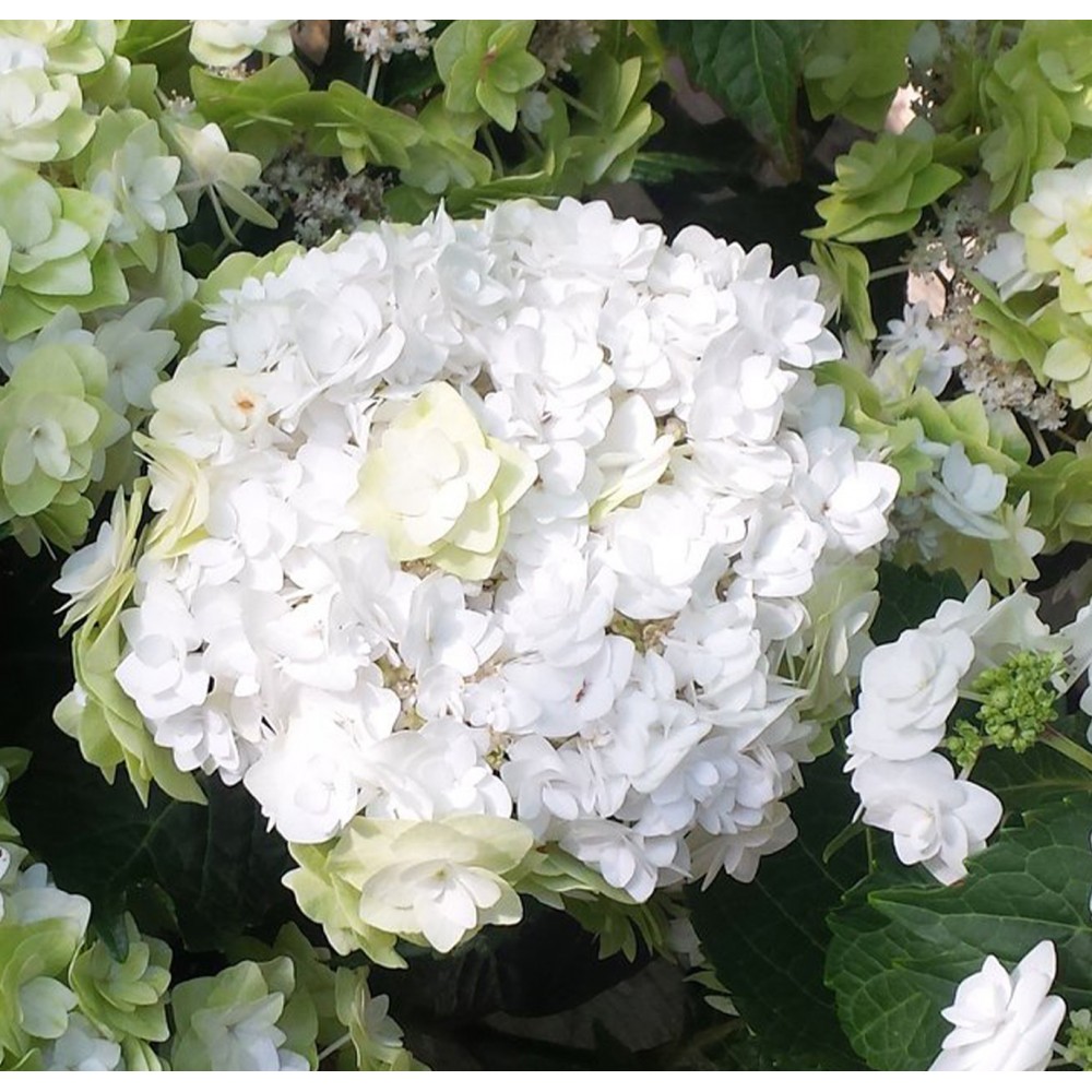 Hydrangea macrophylla / Hortenzija didžialapė DOPPIO BIANCO®