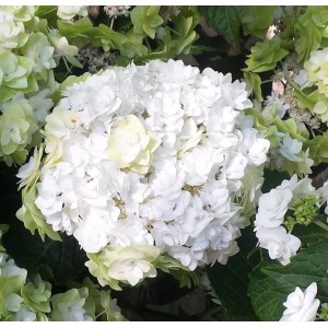 Hydrangea macrophylla / Hortenzija didžialapė DOPPIO BIANCO®