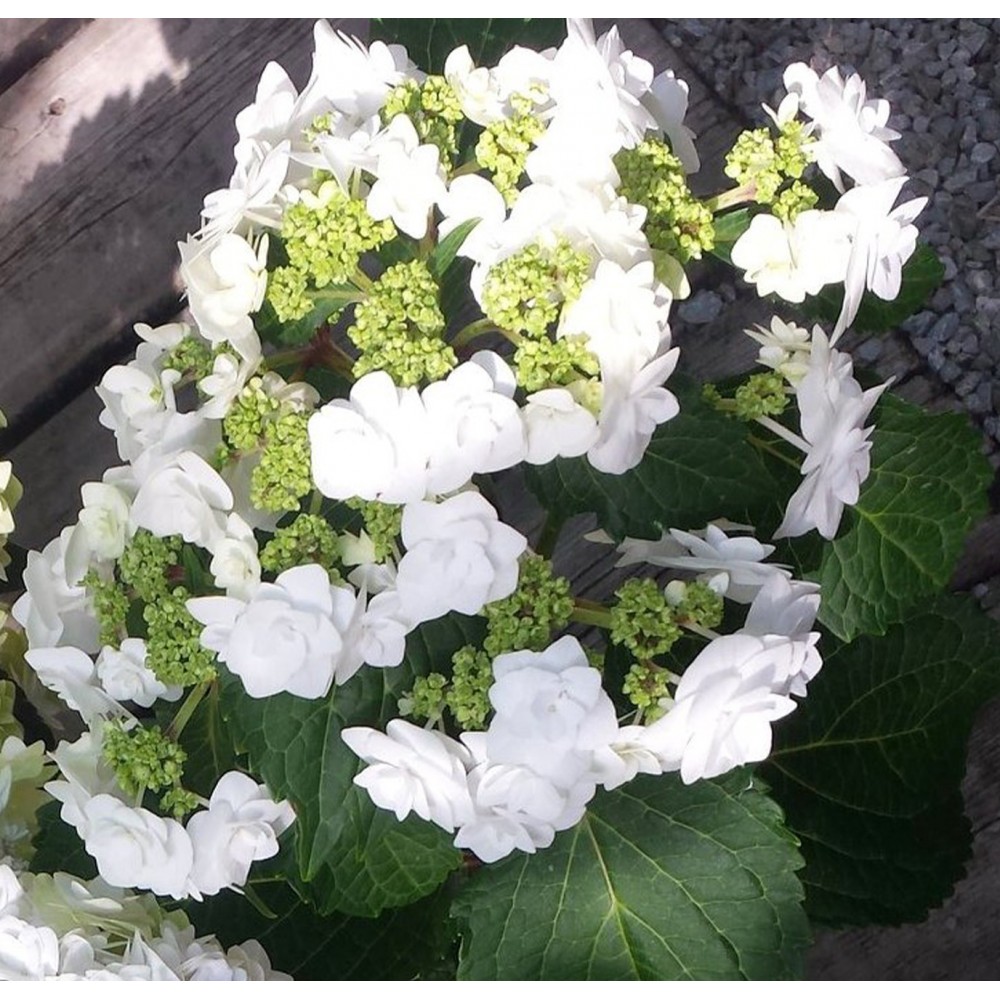 Hydrangea macrophylla / Hortenzija didžialapė DOPPIO BIANCO®