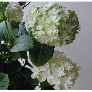 Hydrangea macrophylla / Hortenzija didžialapė DOPPIO BIANCO®