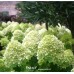 Hortenzija šluotelinė (Hydrangea paniculata) 'LITTLE LIME'