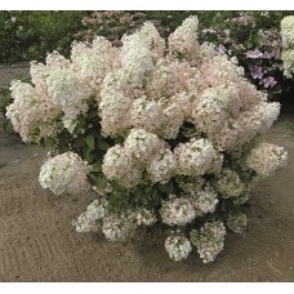 Hydrangea paniculata / Hortenzija šluotelinė BOBO®