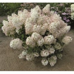 Hydrangea paniculata / Hortenzija šluotelinė BOBO®