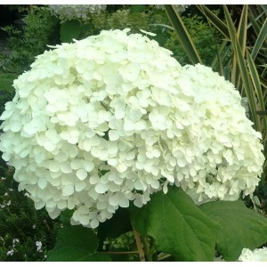 Hydrangea arborescens / Hortenzija šviesioji ANNABELLE